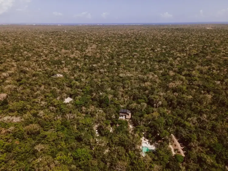 The jungle from above — heading to the deeper cenote