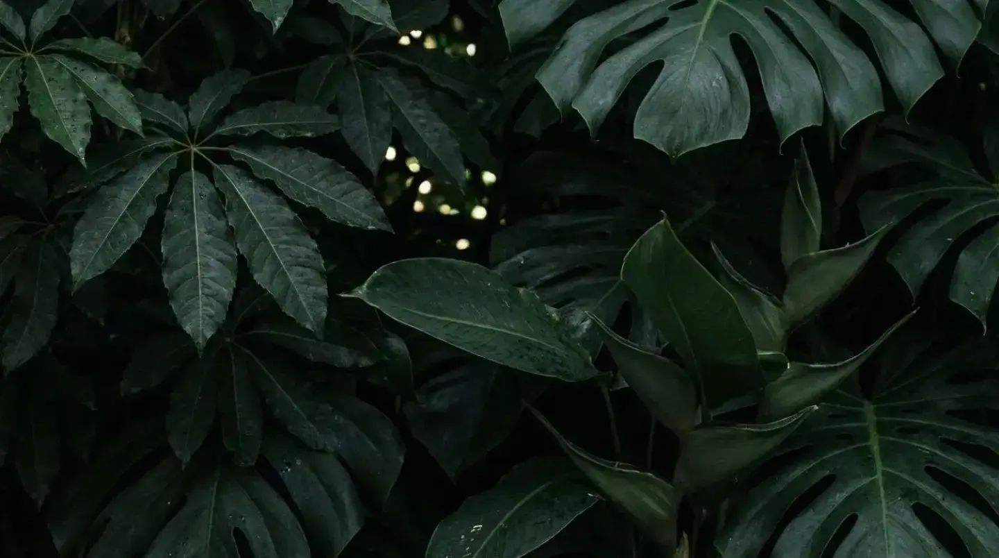 Casa Arkaana — Mayan Jungle