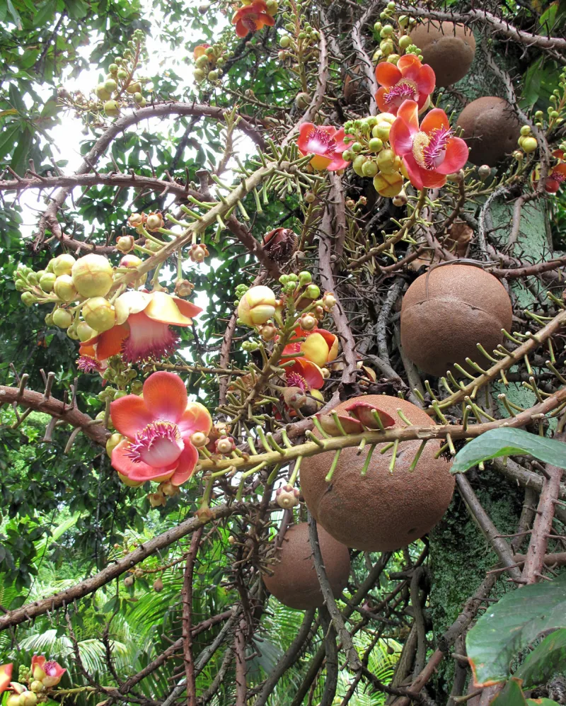 Ayahuma — the Cannon Ball tree of the Amazon