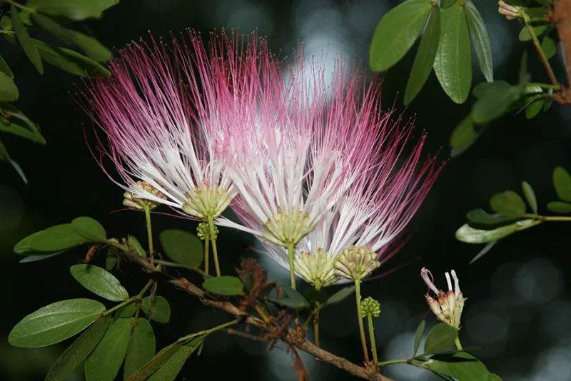 Bobinsana flower — Princess of the Jungle