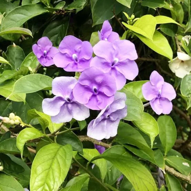 Chiric Sanango — purple flower of the Sanango family