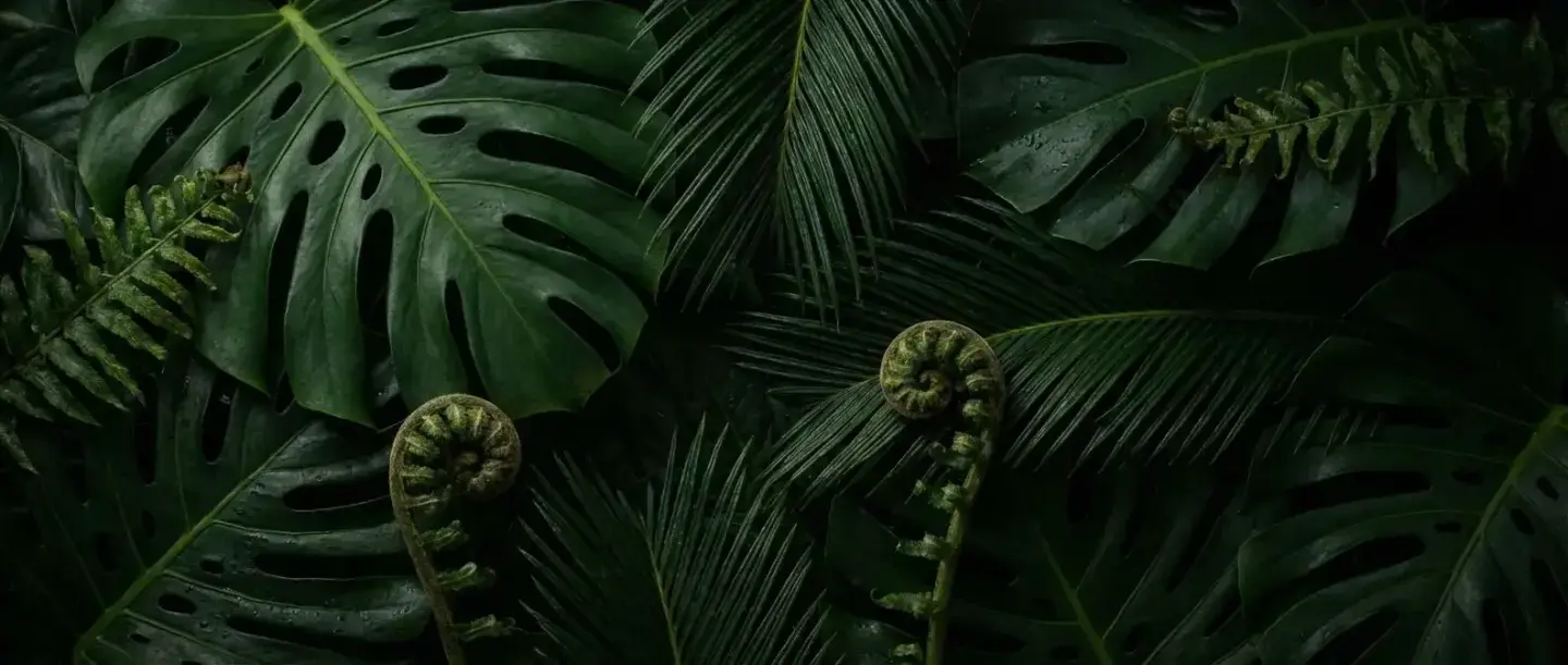 Lush jungle leaf at Casa Arkaana